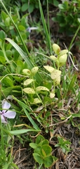 Calyptospora columnaris