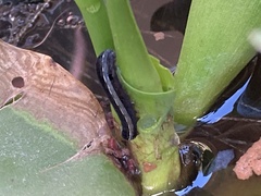 Insecta