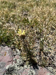 Castilleja occidentalis