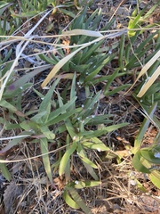 Carpobrotus edulis