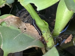 Insecta