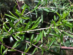 Pittosporum viscidum