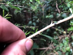 Pittosporum viscidum