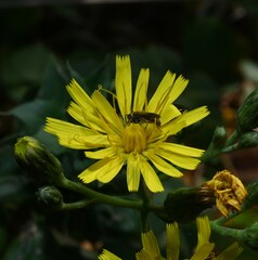 Hieracium sabaudum