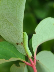 Eumorpha pandorus