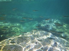 Atheriniformes