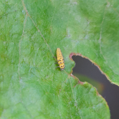 Psyllobora vigintiduopunctata
