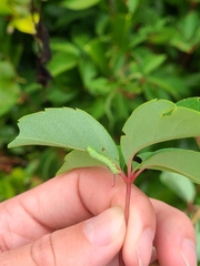 Eumorpha pandorus