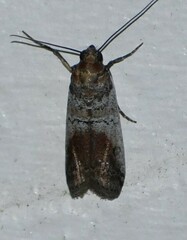Chararica hystriculella