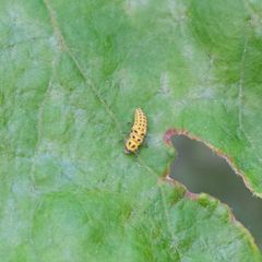 Psyllobora vigintiduopunctata