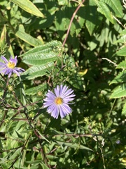 Symphyotrichum puniceum