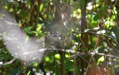 Setophaga nigrescens