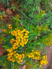 Tagetes lucida