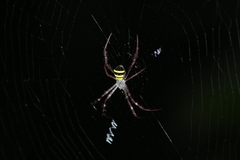 Argiope