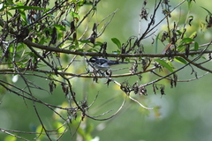 Setophaga nigrescens