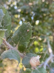 Dryocosmus minusculus