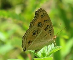Junonia almana
