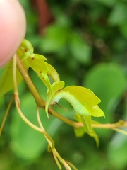 Eumorpha pandorus