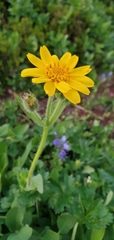 Arnica
