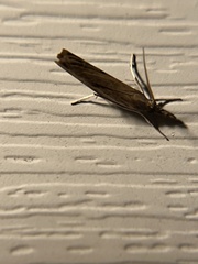 Fissicrambus mutabilis