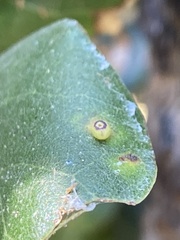 Dryocosmus minusculus