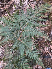 Pteridium esculentum