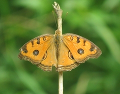 Junonia almana