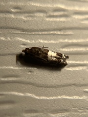 Eucosma parmatana