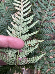 Pteridium esculentum