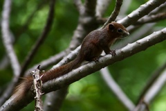 Callosciurus finlaysonii