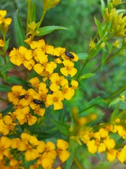 Tagetes lucida