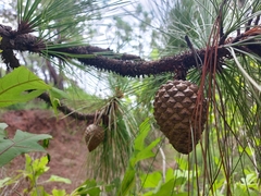 Pinus oocarpa
