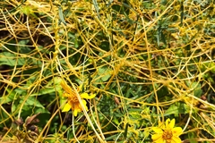Cuscuta