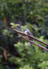 Cacomantis merulinus