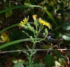 Hieracium sabaudum