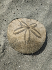 Dendraster excentricus