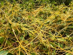 Cuscuta