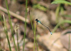 Ischnura perparva