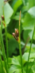 Juncus drummondii