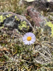 Erigeron glacialis