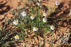 Brachyscome ciliaris