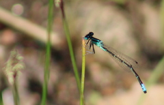 Ischnura perparva