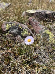 Erigeron glacialis