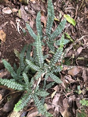 Adiantum hispidulum