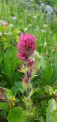 Castilleja rhexiifolia