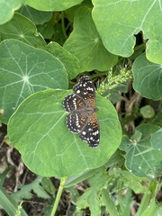 Anthanassa texana texana