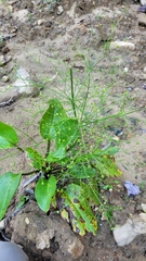 Alisma