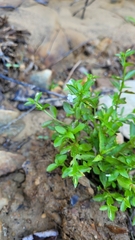 Alisma