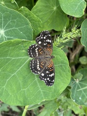 Anthanassa texana texana