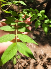 Juglans